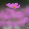 秋桜3