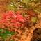 蹲(つくばい)の花