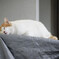 観音崎の猫