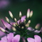 DSCF7931