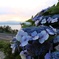 函館の夕暮れ