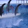 新江ノ島水族館のイルカショー
