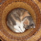 籠入り猫