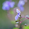 Arabesque・・・♬
