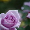 IMGP0474