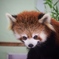 レッサーパンダ