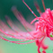 Red spider lily