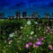 マジックアワーの多摩川河川敷に咲くコスモスと高層マンション群