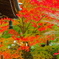 紅葉の南禅寺