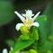 白花ホトトギス　（白楽天錦）