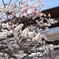 中山寺の梅