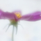 花弁