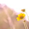 *cosmos*
