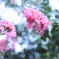 お花
