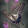 papillon