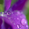 雨