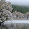 中子の溜池桜