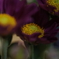 花瓶の小菊