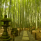 報国寺の竹林