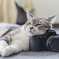 これは猫型のレリーズです