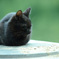 黒猫のひなたぼっこ