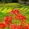 棚田に咲く彼岸花Ⅱ