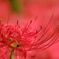 曼珠沙華3