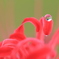 彼岸花と雫