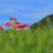 彼岸花 