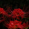 紅輝