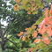 日本一早い紅葉？！