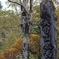 大雪山黒岳五合目