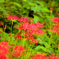 Red spider lily