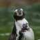 動物園のペンギン動きがないっすね