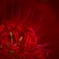 深紅
