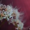 花の髪飾り