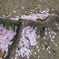 風の小さな贈り物