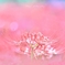 ✨ ティアラ ✨