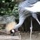 鳥