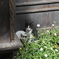 ねこ