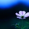 君がいるから・・・