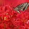 Swallowtail butterfly