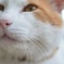 公園の猫