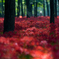 Red Spider Lilies