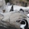 フンボルトペンギン01