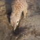 ミーアキャット01