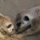 ミーアキャット03