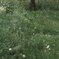 Blowin in the wind_037