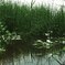 Blowin in the wind_038