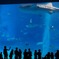 黒潮の海